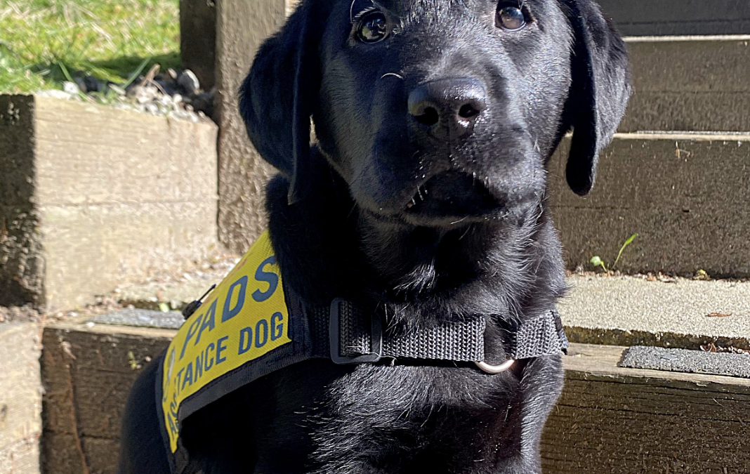 Puppy Program Trainer – Apprentice Level 1 (Burnaby) |  Accepting Applications